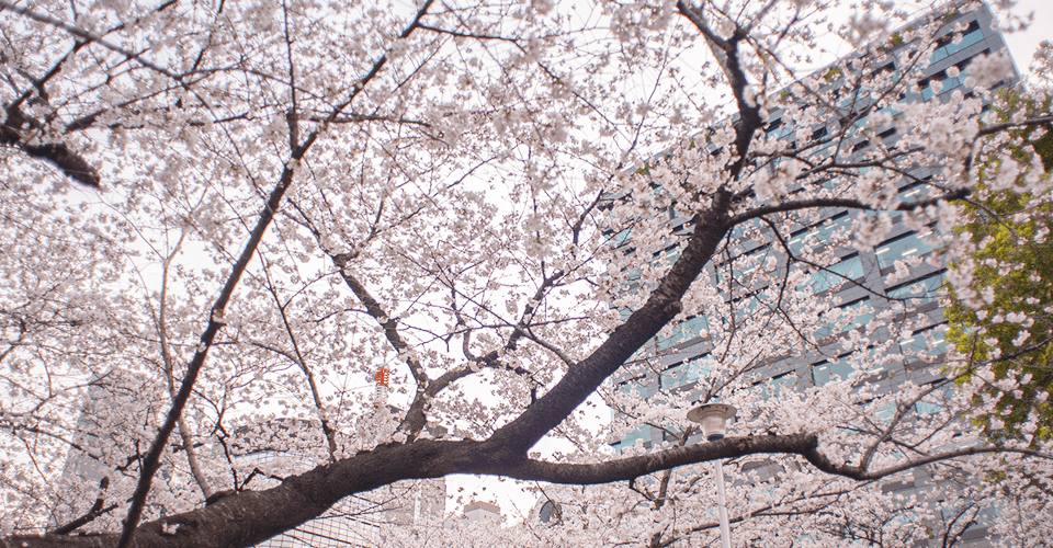 Landscape around (Spring)